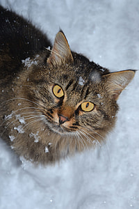 short-fur tan and black cat thumbnail