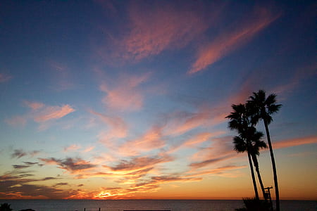 silhouette of coconut tree thumbnail