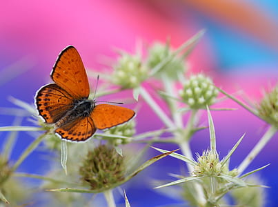 selective focus photography of butterfly on top of green plant thumbnail