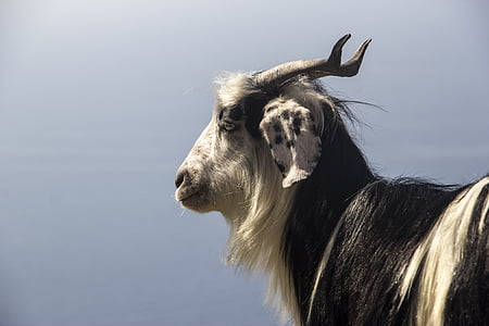 wild life photography of black and white goat thumbnail