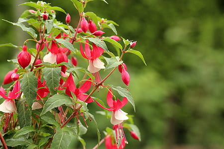 pink-and-white fuchsia flowers thumbnail