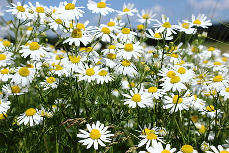 white cone flowers thumbnail