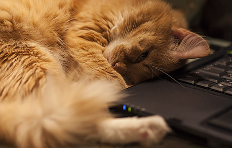 orange tabby cat beside black laptop thumbnail