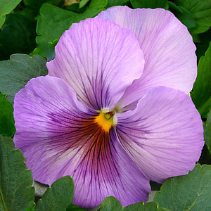 pansy, bloom, flower, close-up, macro, mauve thumbnail