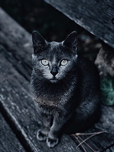 black cat thumbnail