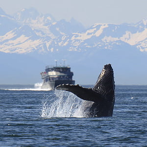 black whale near boat in daytime thumbnail