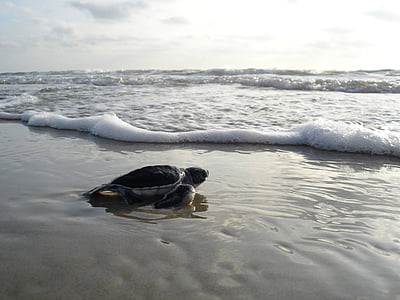 sea turtle crawling through body of water thumbnail