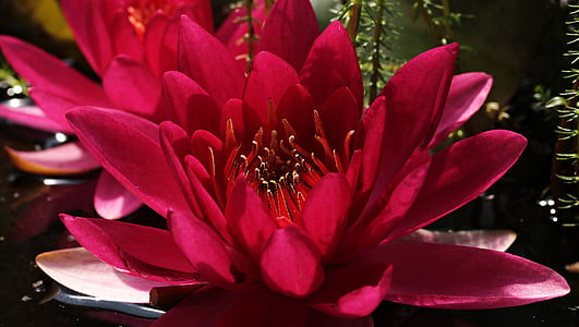 macro photography of red lotus flower thumbnail