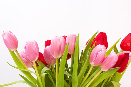 pink and red flowers in bud thumbnail