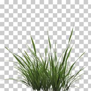 Texture mapping Drawing Lawn, Tall Grass Texture Alpha, green grass PNG clipart