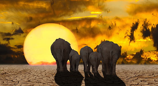 elephant illustration with sun thumbnail