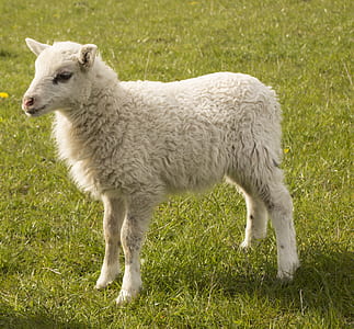 lamb on green grass thumbnail