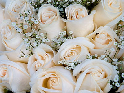 close-up photo of bouquet of white rose thumbnail