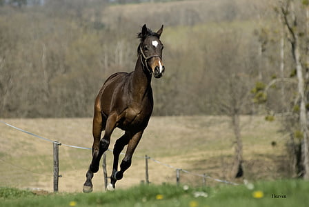 photography of red stallion horse thumbnail