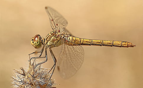 dragonfly perched on brown plant thumbnail