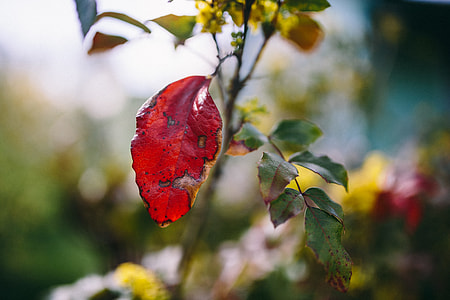 Closeup view of nature thumbnail