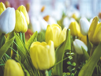 Close-Up Photography of Flowers thumbnail