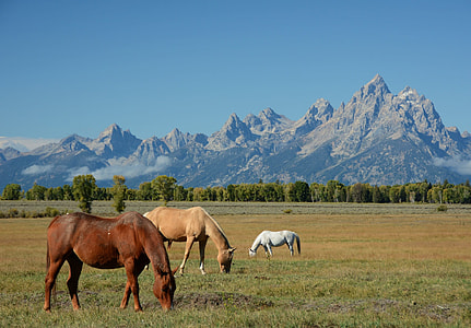 three horses eating grasses near mountain thumbnail