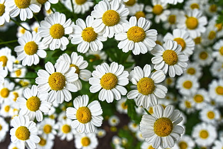 white ox-eyed daisies in bloom thumbnail