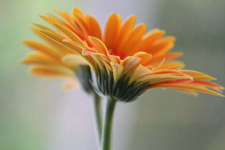 shallow focus photography of orange flower thumbnail