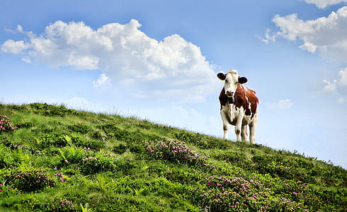 brown and white cow on green hill during daytime thumbnail
