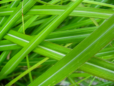 green leaves thumbnail