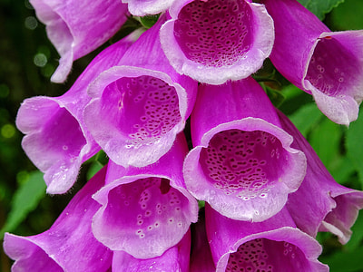 Common Foxglove, Digitalis Purpurea thumbnail