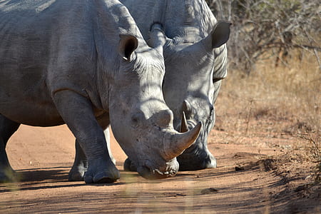 two white rhinos on road thumbnail
