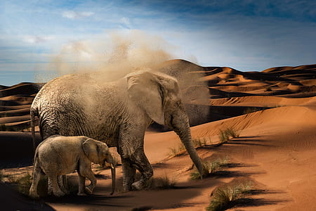 two brown elephants at desert thumbnail