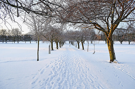 brown trees on snowfield thumbnail