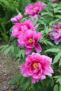 closeup photo of pink petaled f thumbnail