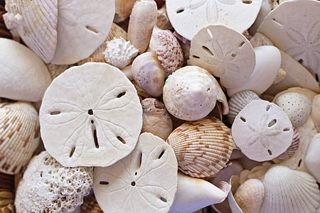 photo of white seashells thumbnail