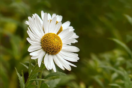 white aster flowers in bloom at daytime thumbnail