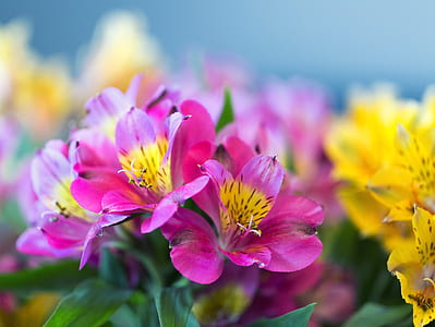 close-up photography of pink and yellow Peruvian lilies thumbnail