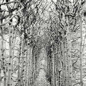 grayscale photo of trees thumbnail