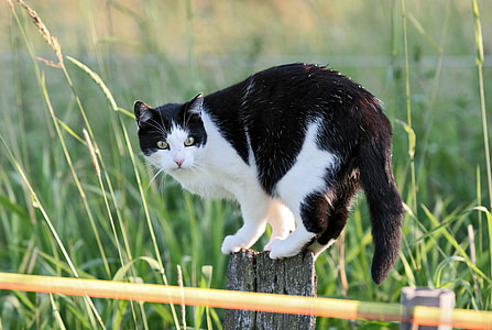 shallow focus photography of black and white cat sitting on wooden plank thumbnail
