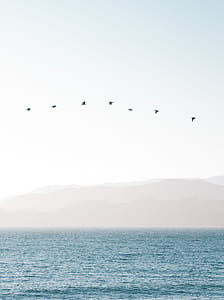 seven bird flying above ocean thumbnail
