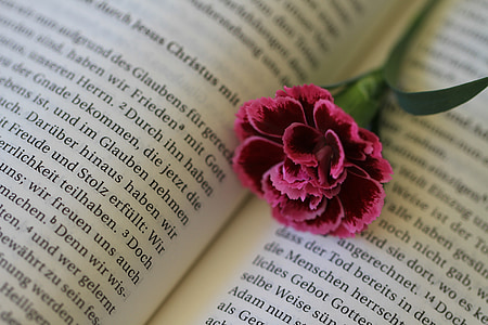 red carnation on white book thumbnail