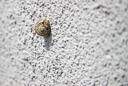 snail on concrete wall thumbnail