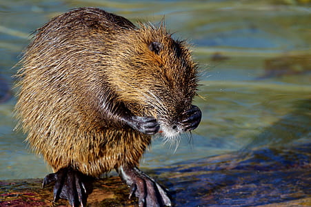 shallow of brown animal photography thumbnail