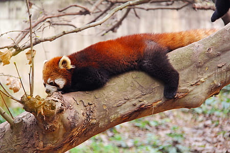 laying red panda thumbnail