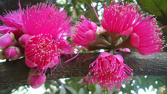 pink petaled flowers thumbnail
