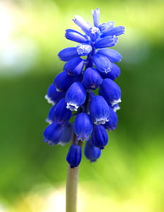 selective focus photo of blue petaled flowering plant thumbnail