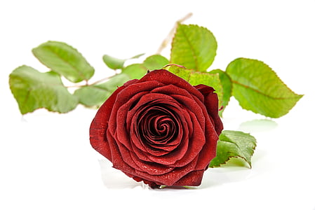 macro shot of red rose thumbnail