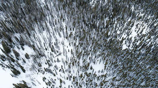 aerial shot of forest during winter thumbnail