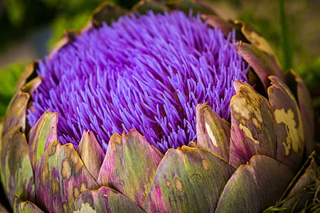 Closeup Photography of Purple Petaled Flower thumbnail