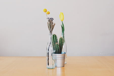 cactus plant on bucket thumbnail