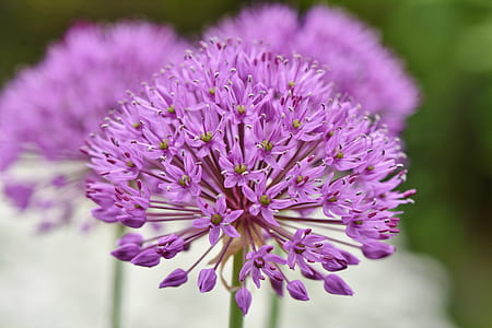 selective focus photography of purple flowers thumbnail