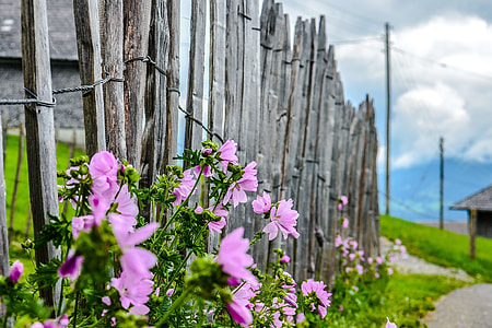pink petaled flowers on fence during daytime thumbnail