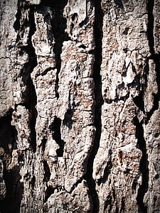 wood, dry, texture, trunk thumbnail